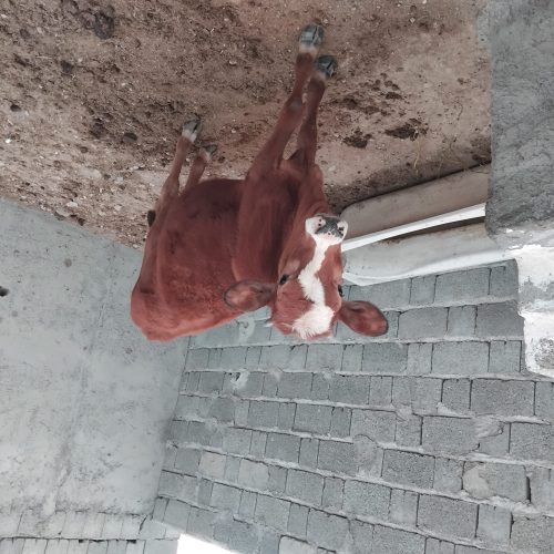 فروش 2راس گاو با گوساله