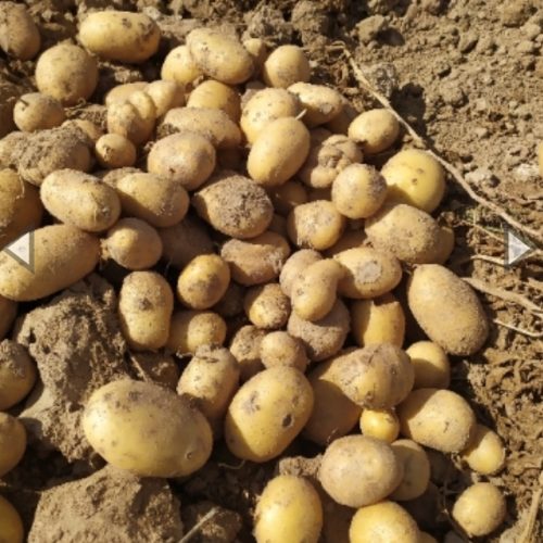 سیب زمینی بذری درجه یک چنلجر کلاس 99