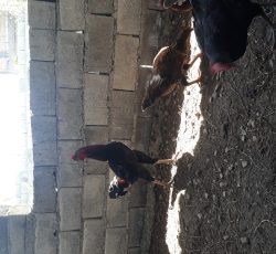 لاری دورگ جنگی