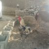 خروس پنجاب پاکستانی
