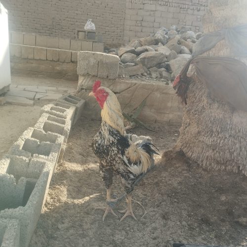 خروس پنجاب پاکستانی