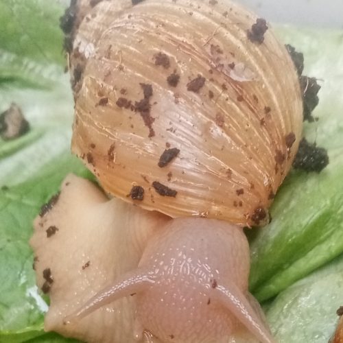 حلزون فولیکا، البینو