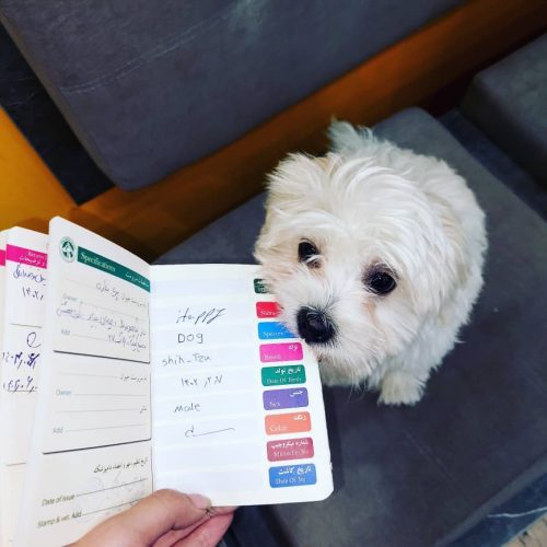 نام هپی/1ساله/نر/میکس شیتزووپودل/