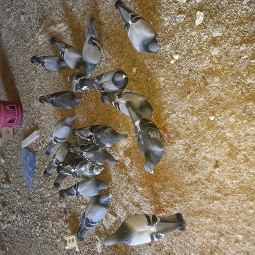 کبوتر پلاکی دراهواز ملاشیه