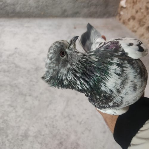 کبوتر پرشی