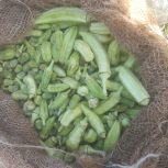 بامیه محلی درجه 1