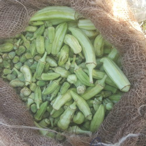 بامیه محلی درجه 1