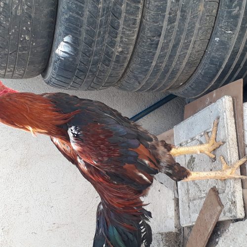 خروس لاری