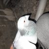 کبوتر پلاکی دراهواز ملاشیه