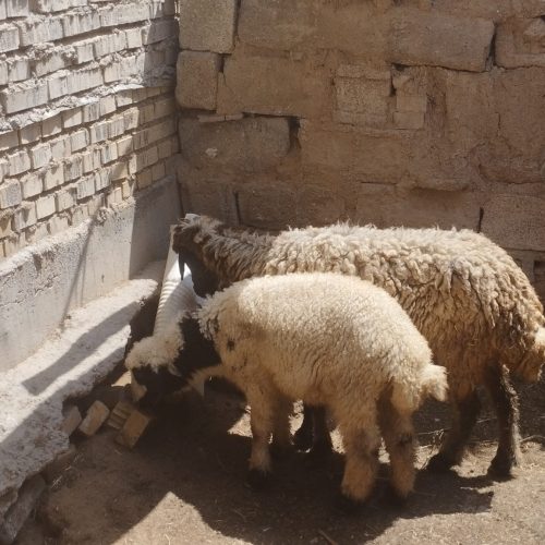 یک عدد میشه ماده با بره نر