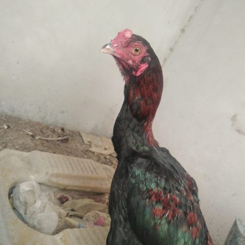 خروس خوب