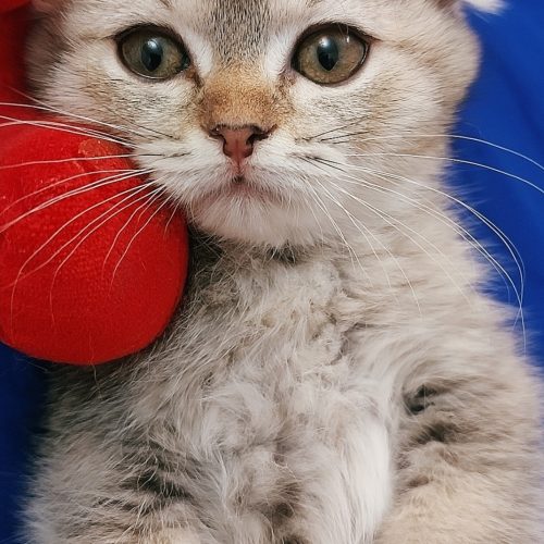 گربه اسکاتیش