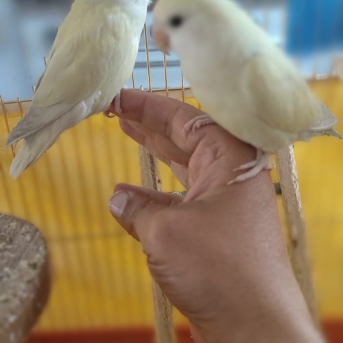 طوطی برزیلی دستی مولد آماده تکثیر