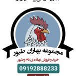 بازرگانی بهاران