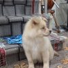 توله سگ فروشی