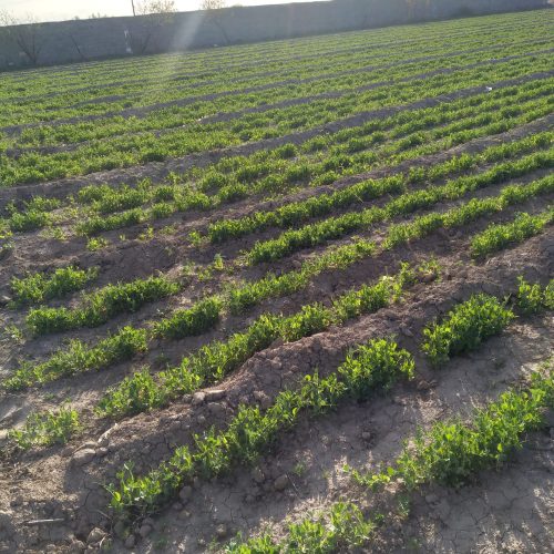 زمین ویلایی