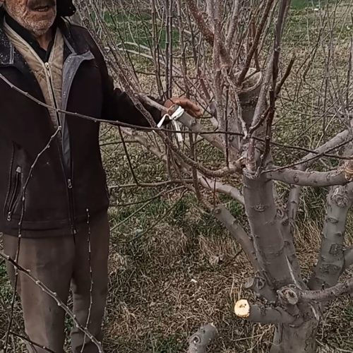 پیوندزنی برای تمام درختان ونهال
