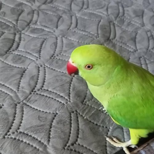 فروش طوطی ملنگو ماده دستی