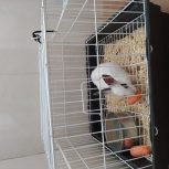 خرگوش با قفس و غذا