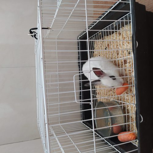 خرگوش با قفس و غذا