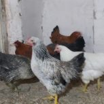 مرغ دم تخمی7ماهه