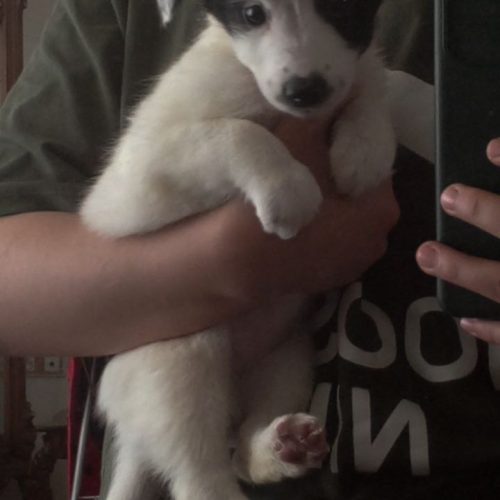 پودل اشپیتز