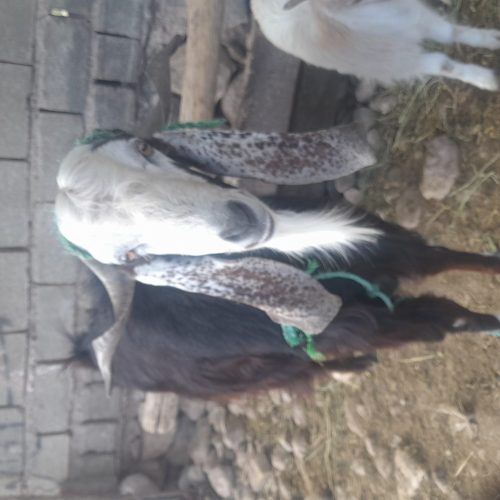 کهره چبش درجه یک