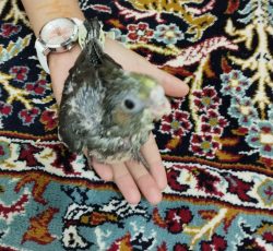 عروس هلندی تمیز وپر دارد وقیمت آن 350هست