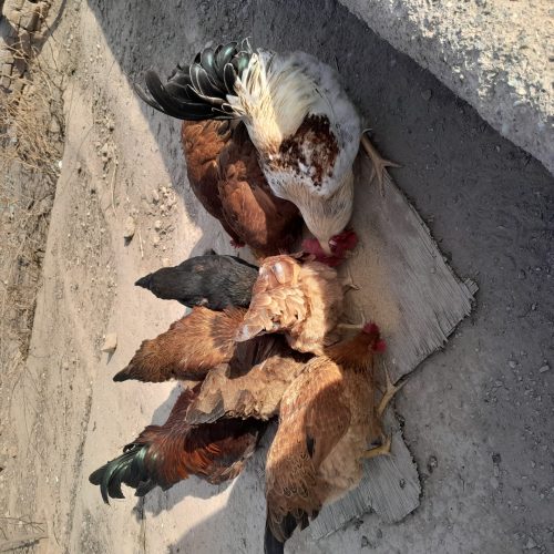 مرغ وخروس رسمی محلی