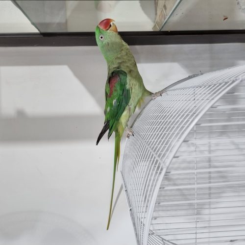 شاه طوطی فول رام