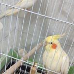 عروس هلندی