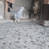 کبوتر کله الماسی