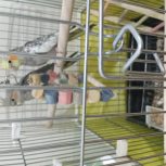 عروس هلندی جوجه 3 ماهه