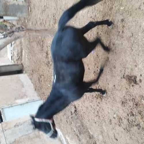 اسب  نریان 4 ساله مشکی جوان