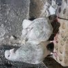 یک جفت کله الماسی