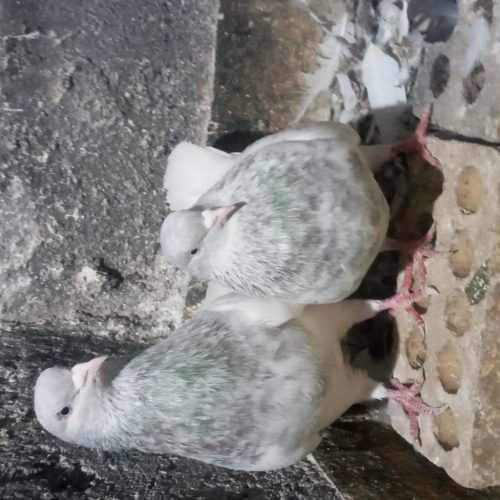 یک جفت کله الماسی