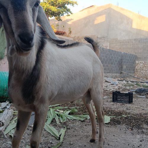 پازن اسرائیلی