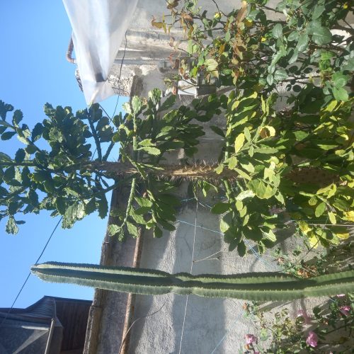 فروش 2عدد گل کاکتوس چندساله  .بلند.