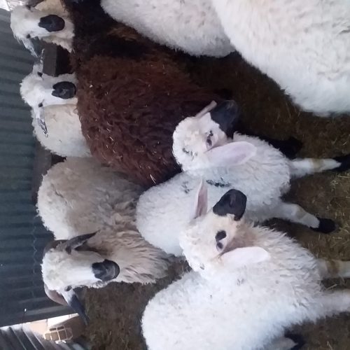 10 عدد میش وبره فروشی