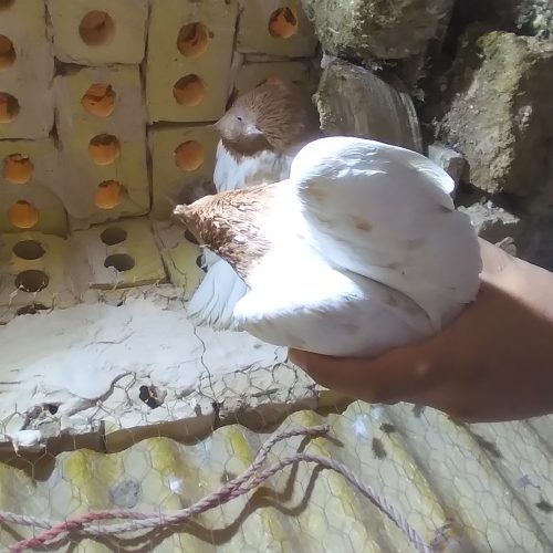 کبوتر کله زرد