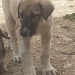 توله سرابی با اصل نصب