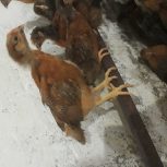 جوجه گلپایگان 30روز واکسن شده و سر حال