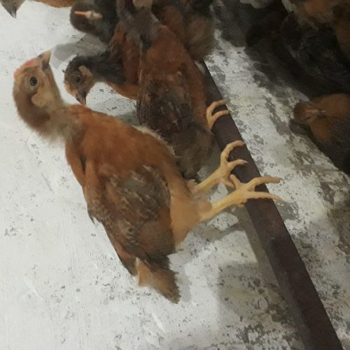 جوجه گلپایگان 30روز واکسن شده و سر حال