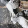 یک جفت کله الماسی