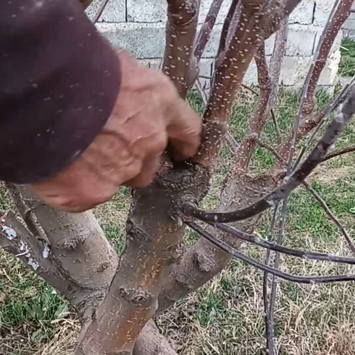 پیوندزنی برای تمام درختان ونهال