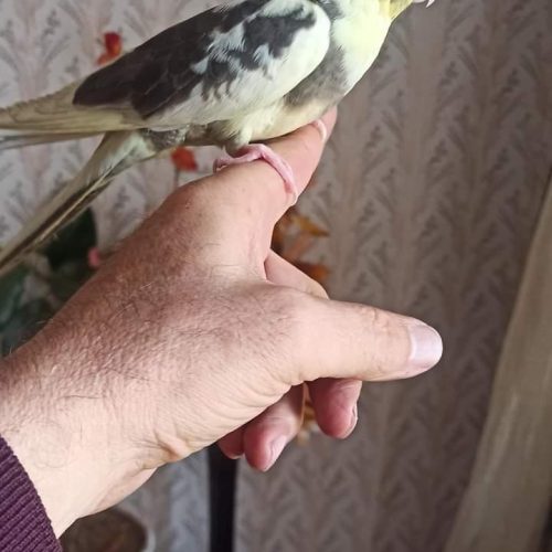 عروس هلندی گم شده