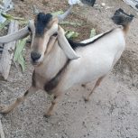 پازن اسرائیلی