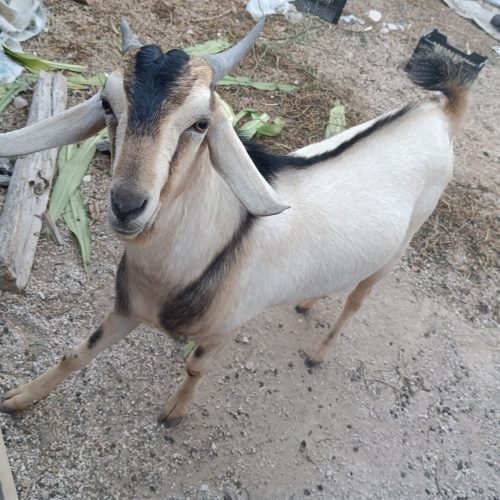 پازن اسرائیلی