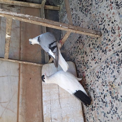 دو جفت کفتر پلاس افغان
