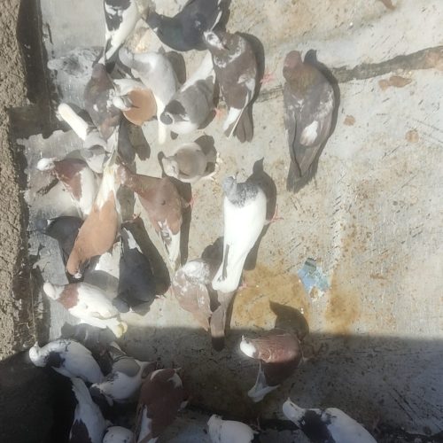 یه تیپ کفتر رنگی